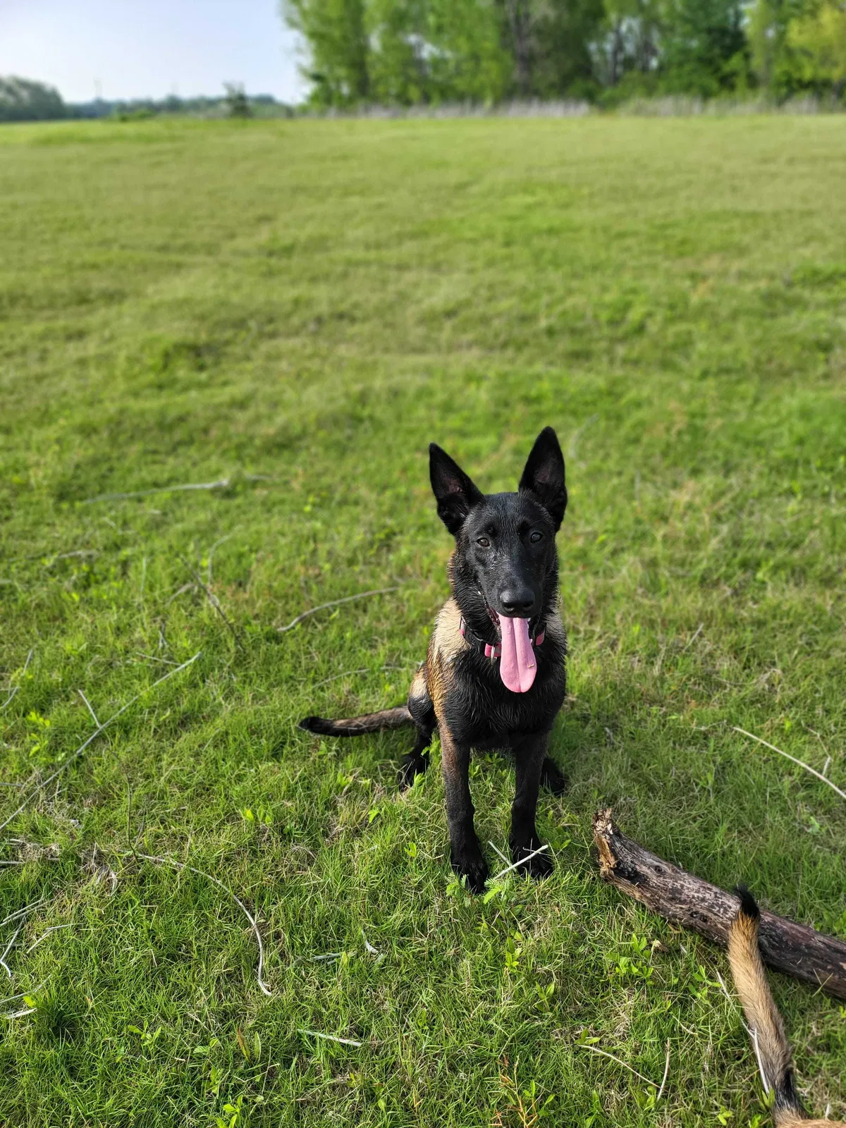 Lost dog in Lewisville, TX, 75057