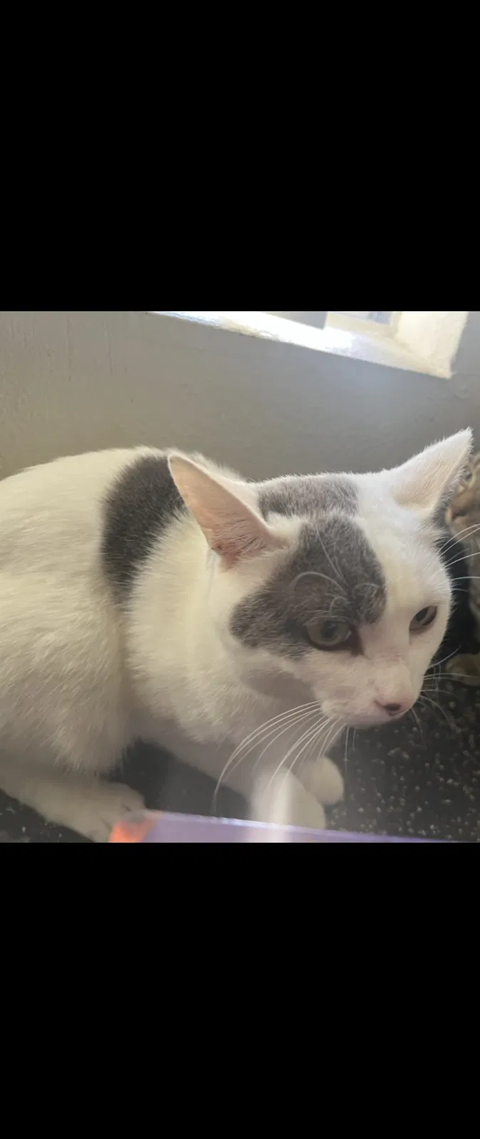 Lost cat in Upland, CA, 91786