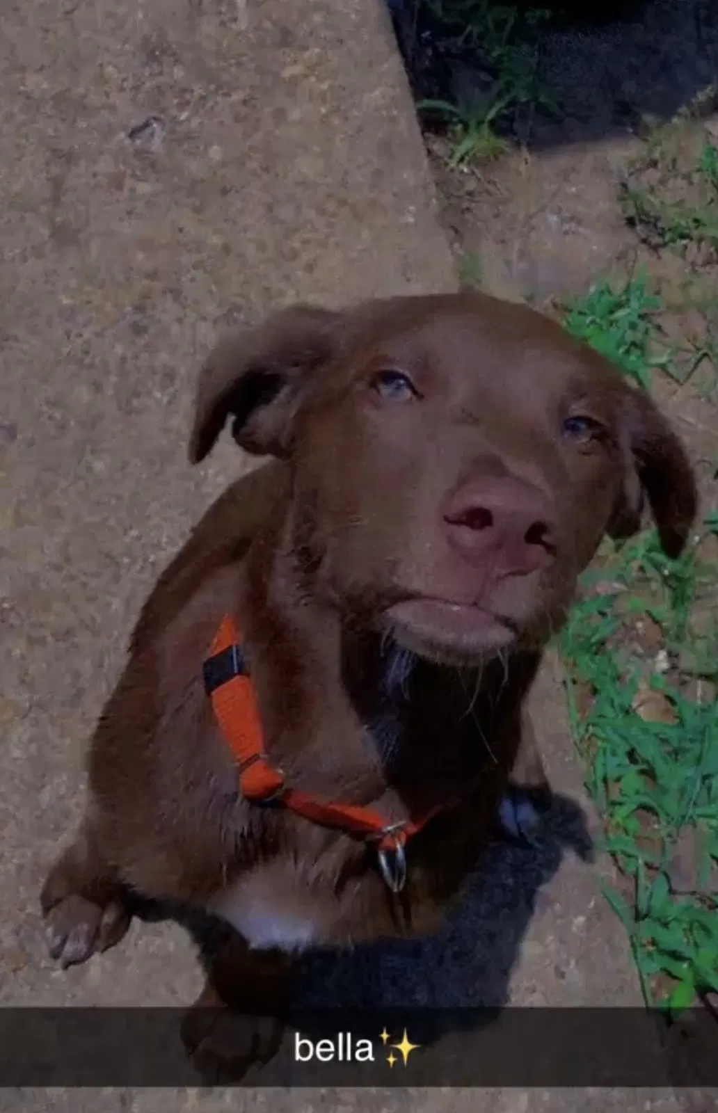 Lost dog in Flowood, MS, 39232