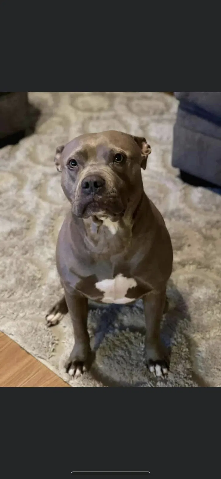 Lost dog in Bloomingdale, GA, 31302