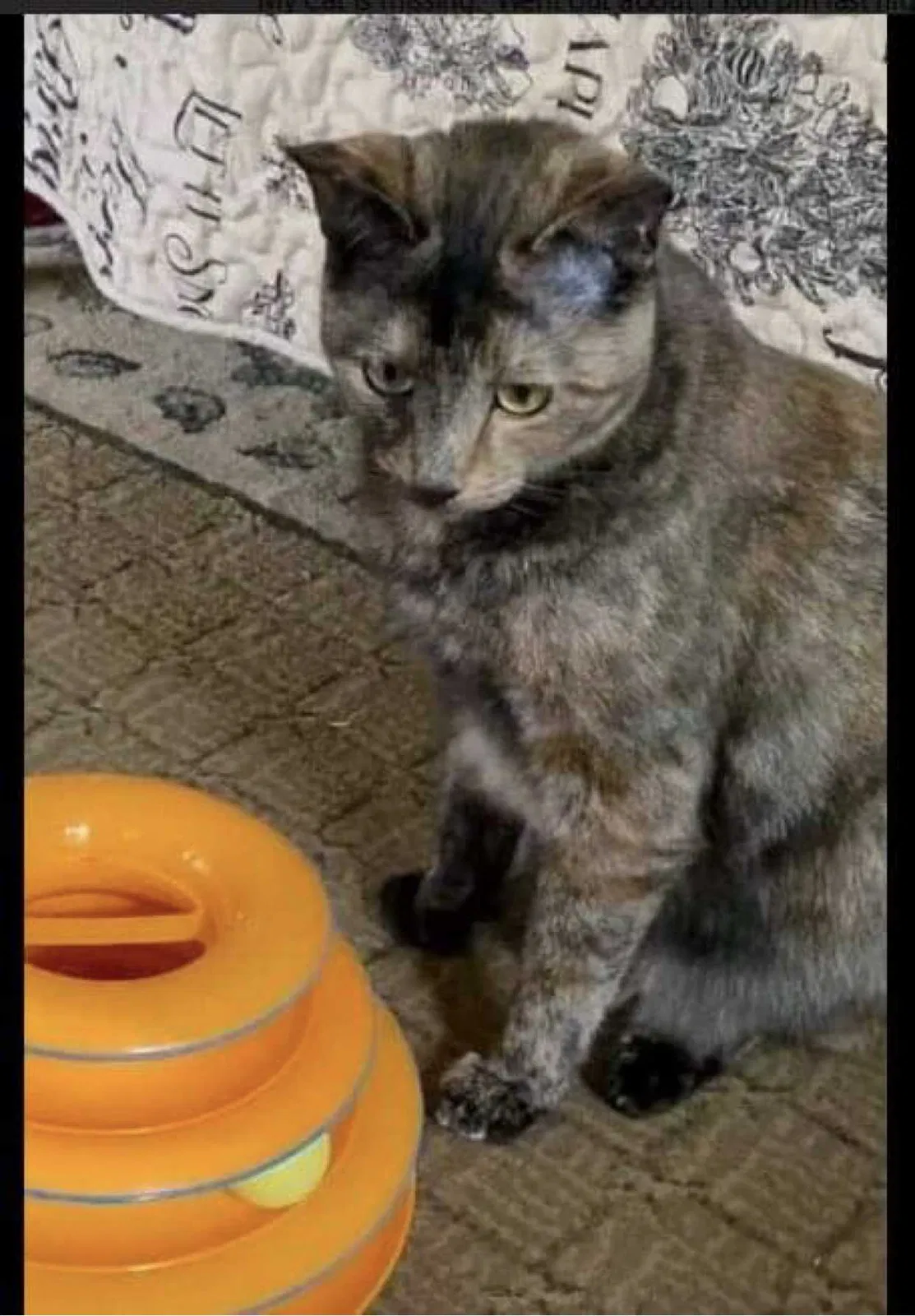 Lost cat in Charlotte, NC, 28213