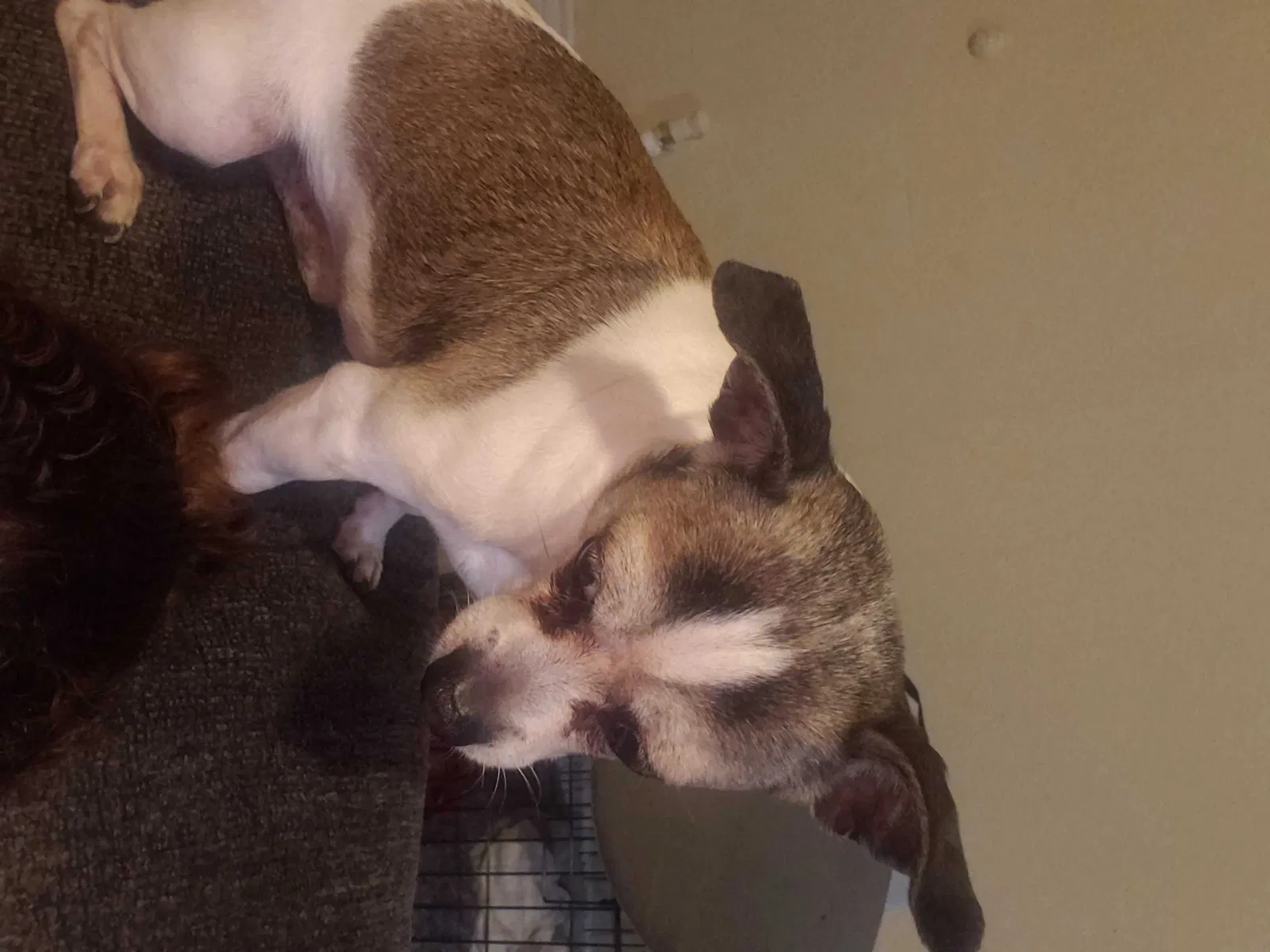 Lost dog in Brownsville, TX, 78521