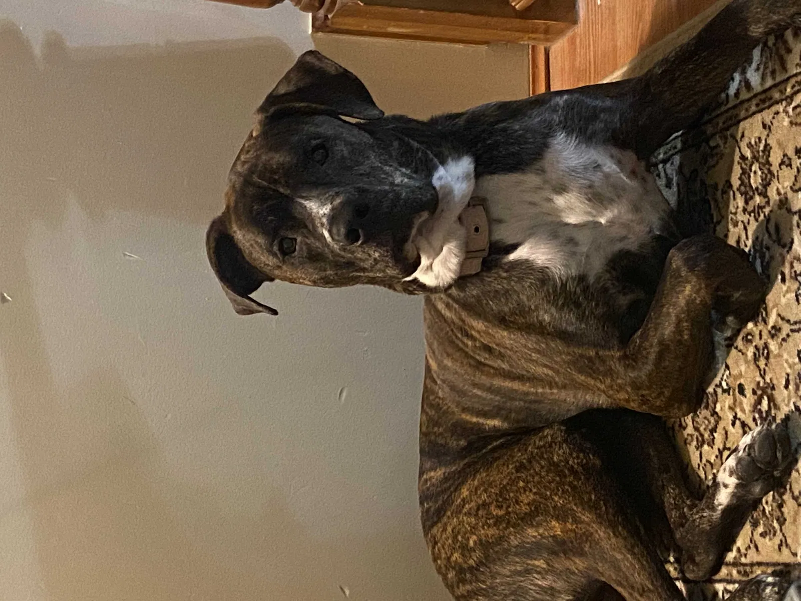 Lost dog in Houma, LA, 70363