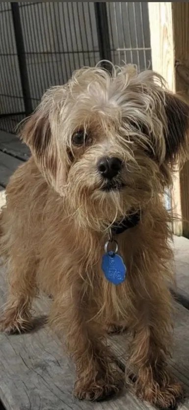 Lost dog in Houston, TX, 77008