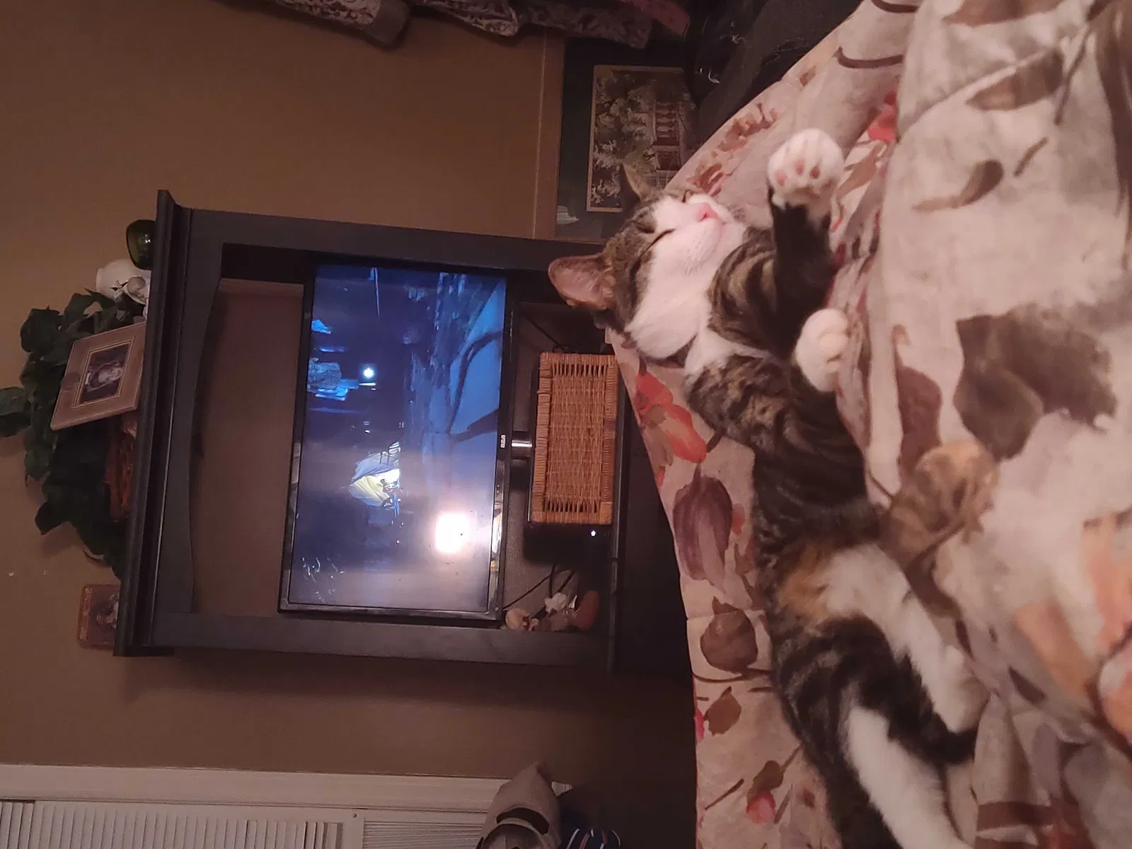 Lost cat in Fayetteville, NC, 28304