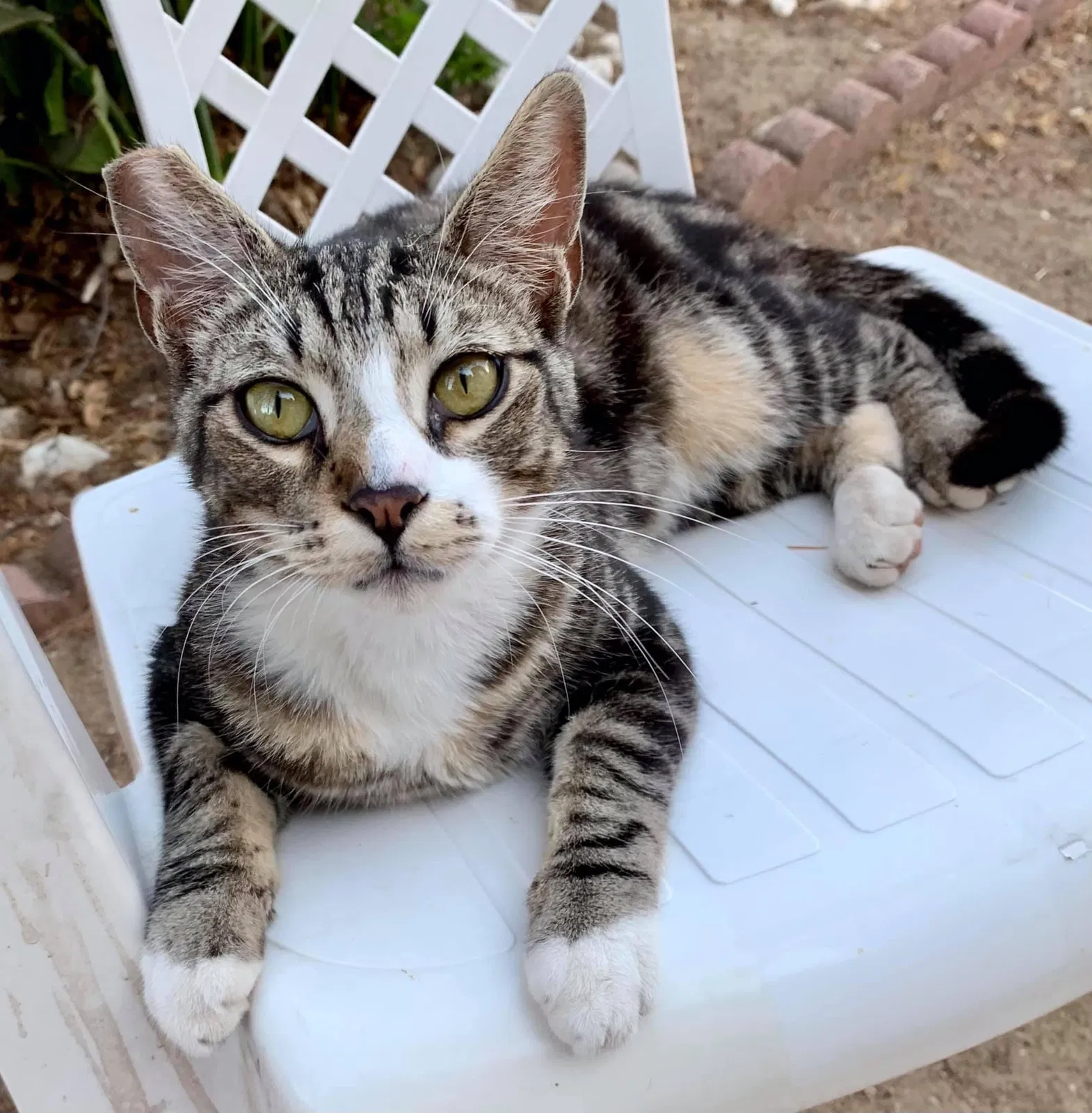 Lost cat in Riverside, CA, 92506