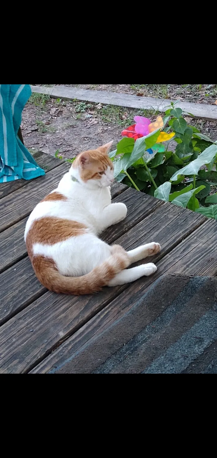 Lost cat in Huffman, TX, 77336