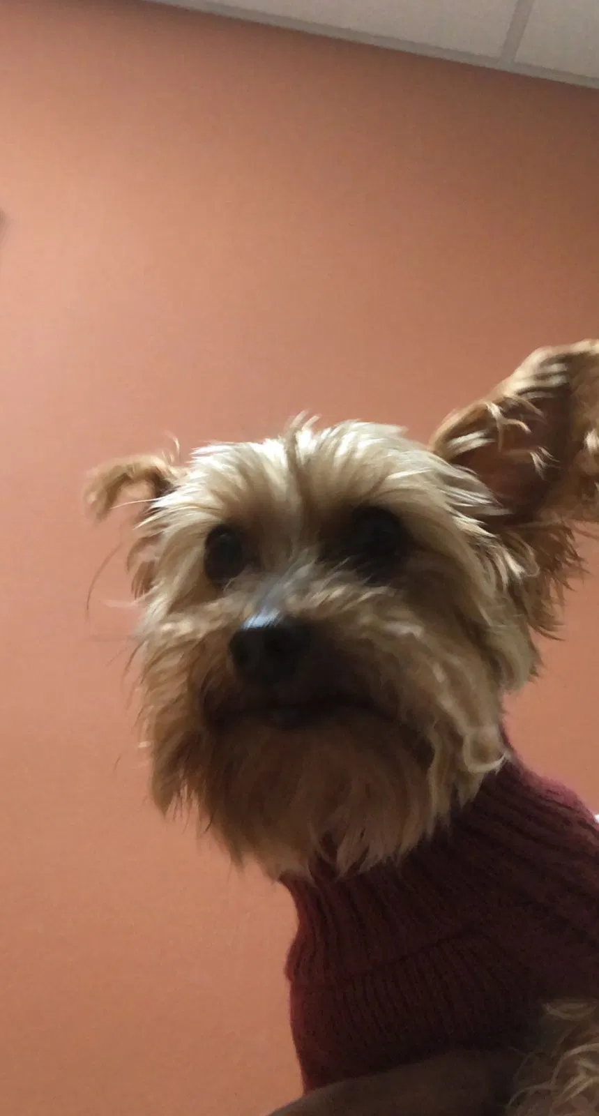 Lost dog in West Palm Beach, FL, 33404