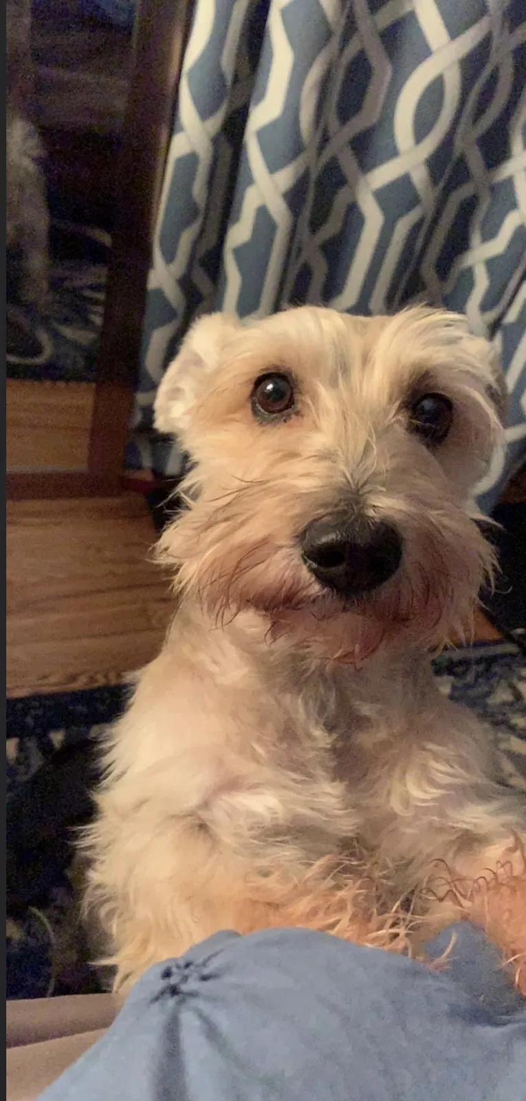 Lost dog in Reynoldsburg, OH, 43068