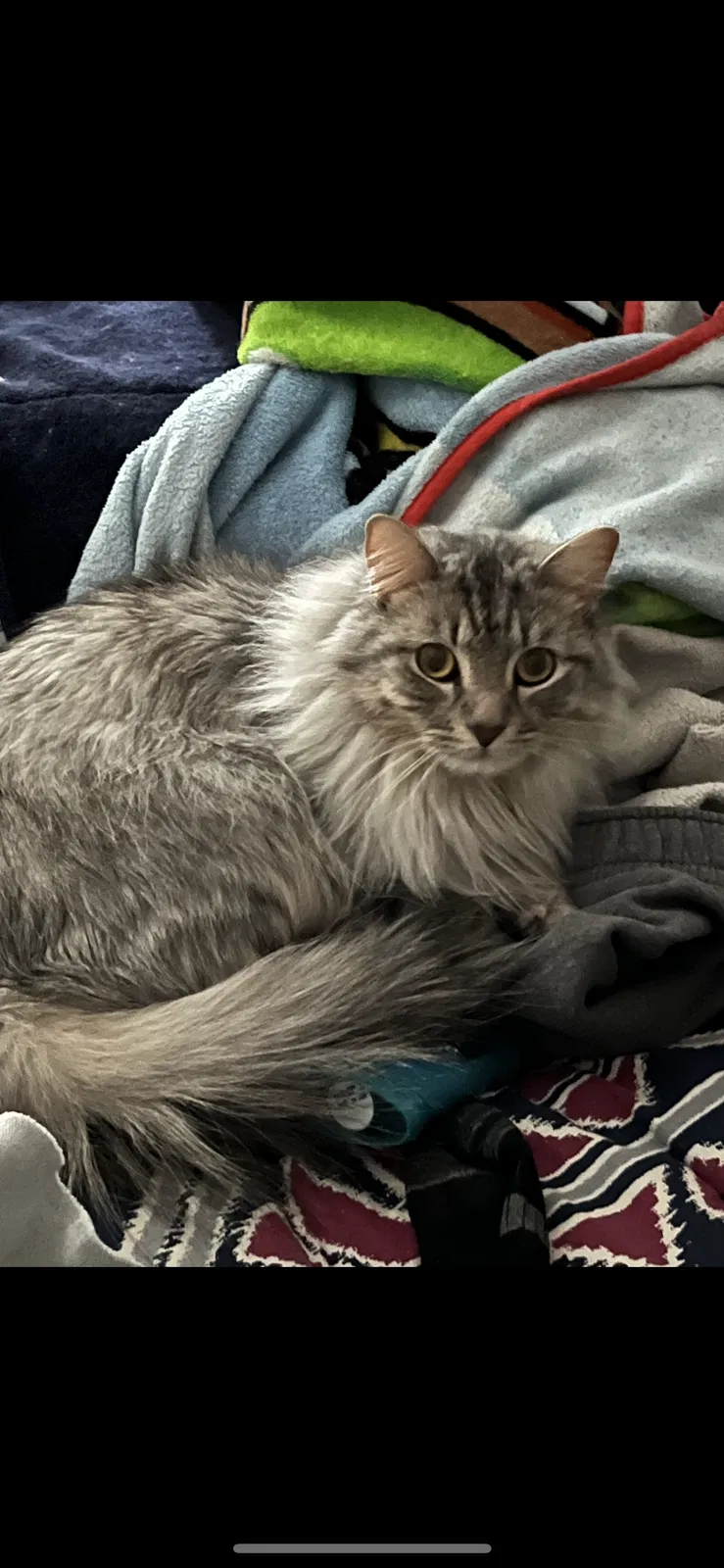 Lost cat in Minneapolis, MN, 55428