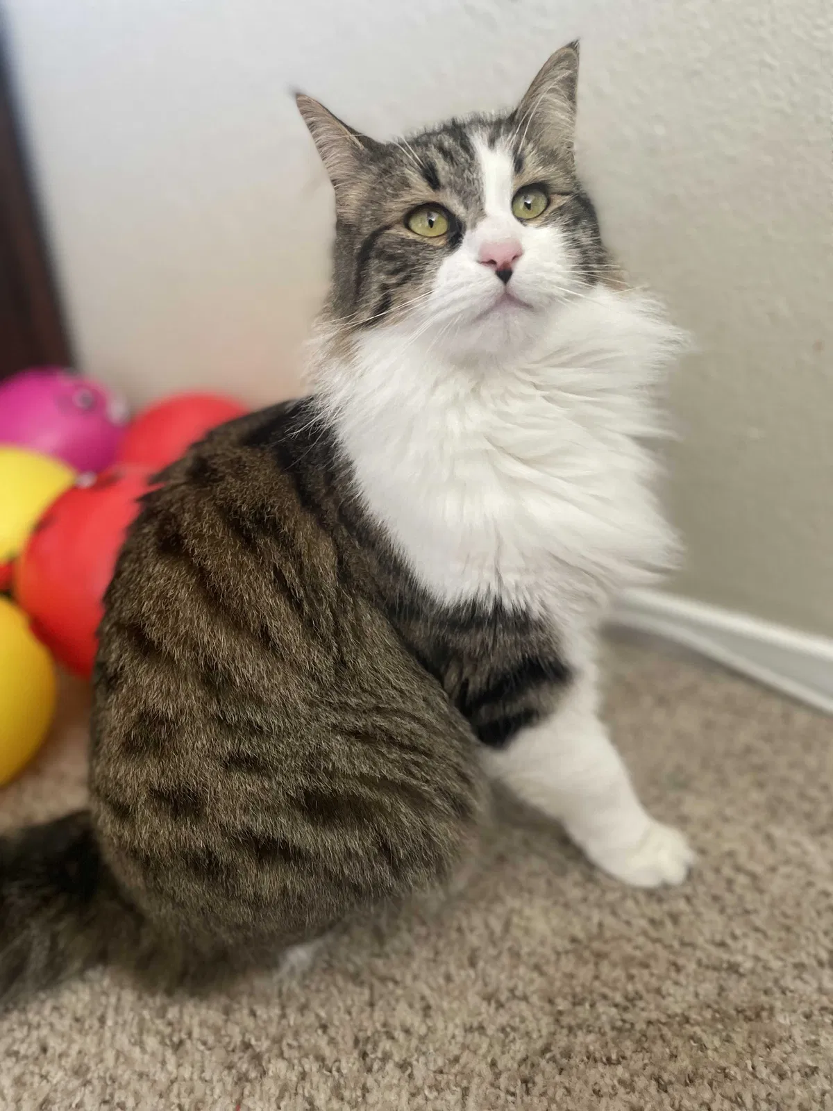 Lost cat in Stockton, CA, 95219