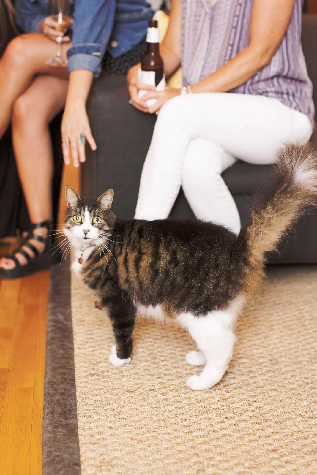 Lost cat in Virginia Beach, VA, 23451