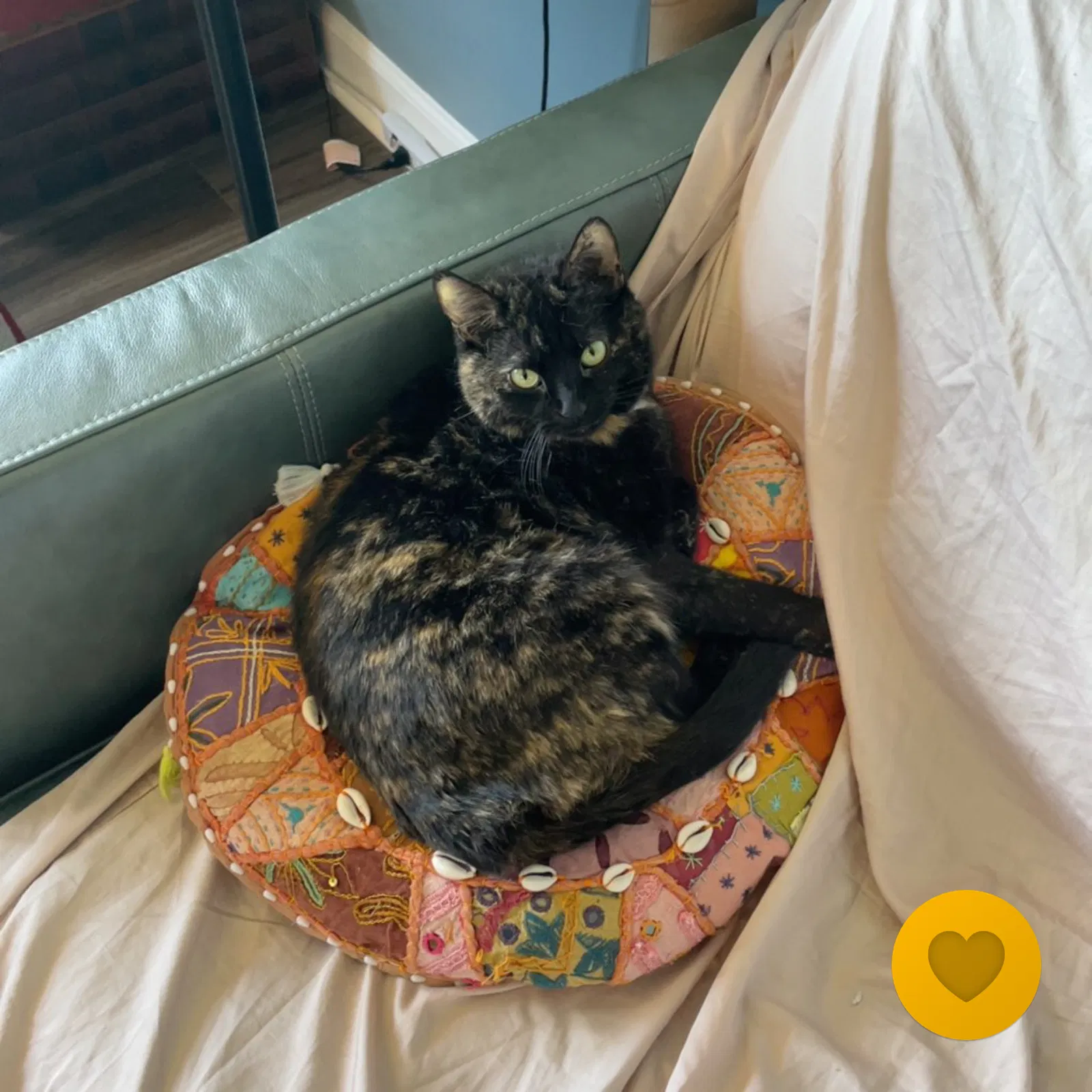 Lost cat in Williamsburg, VA, 23185