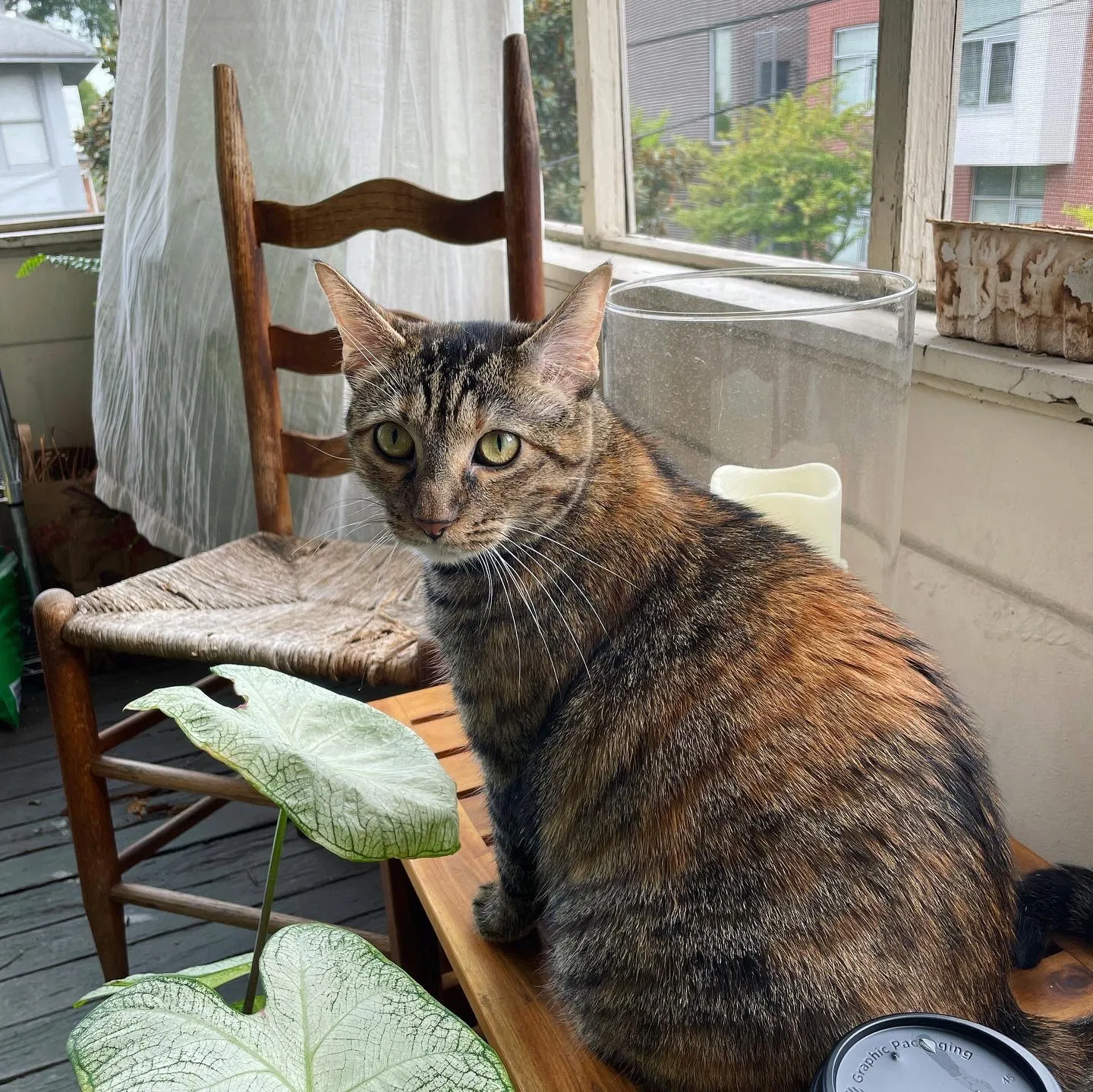 Lost cat in Memphis, TN, 38104