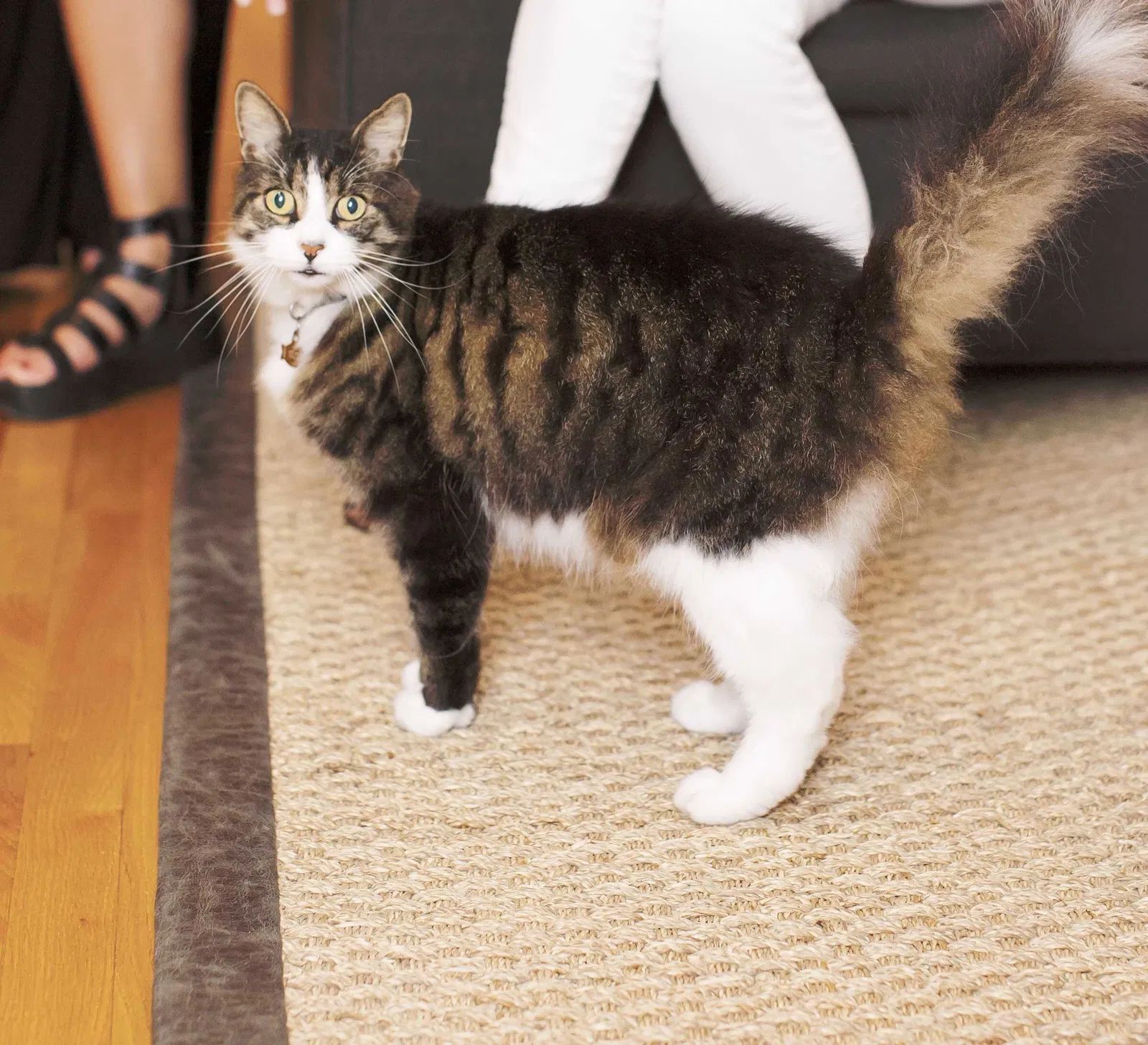 Lost cat in Virginia Beach, VA, 23451