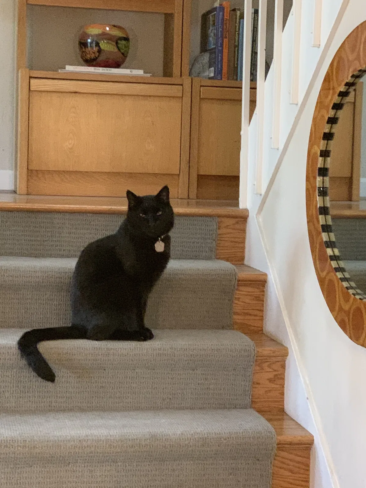Lost cat in Los Gatos, CA, 95032