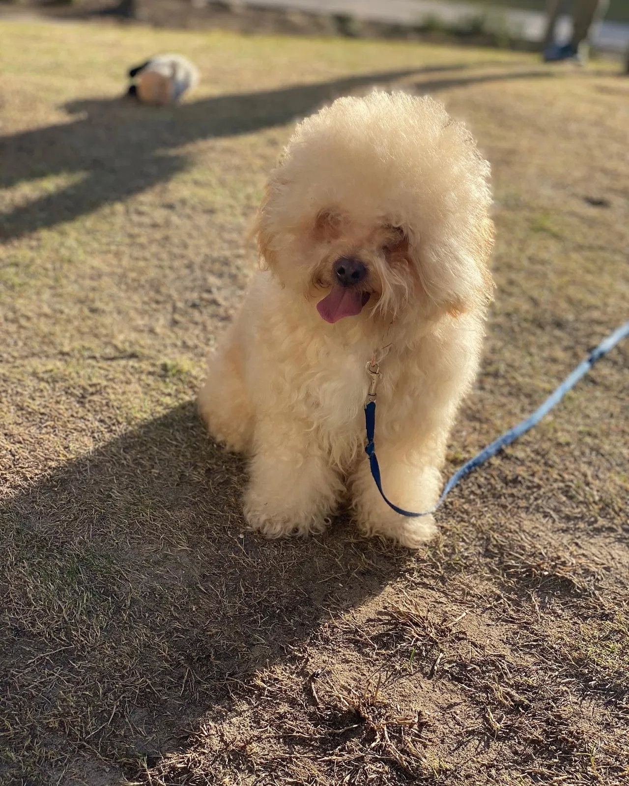 Lost dog in Chicago, IL, 60653