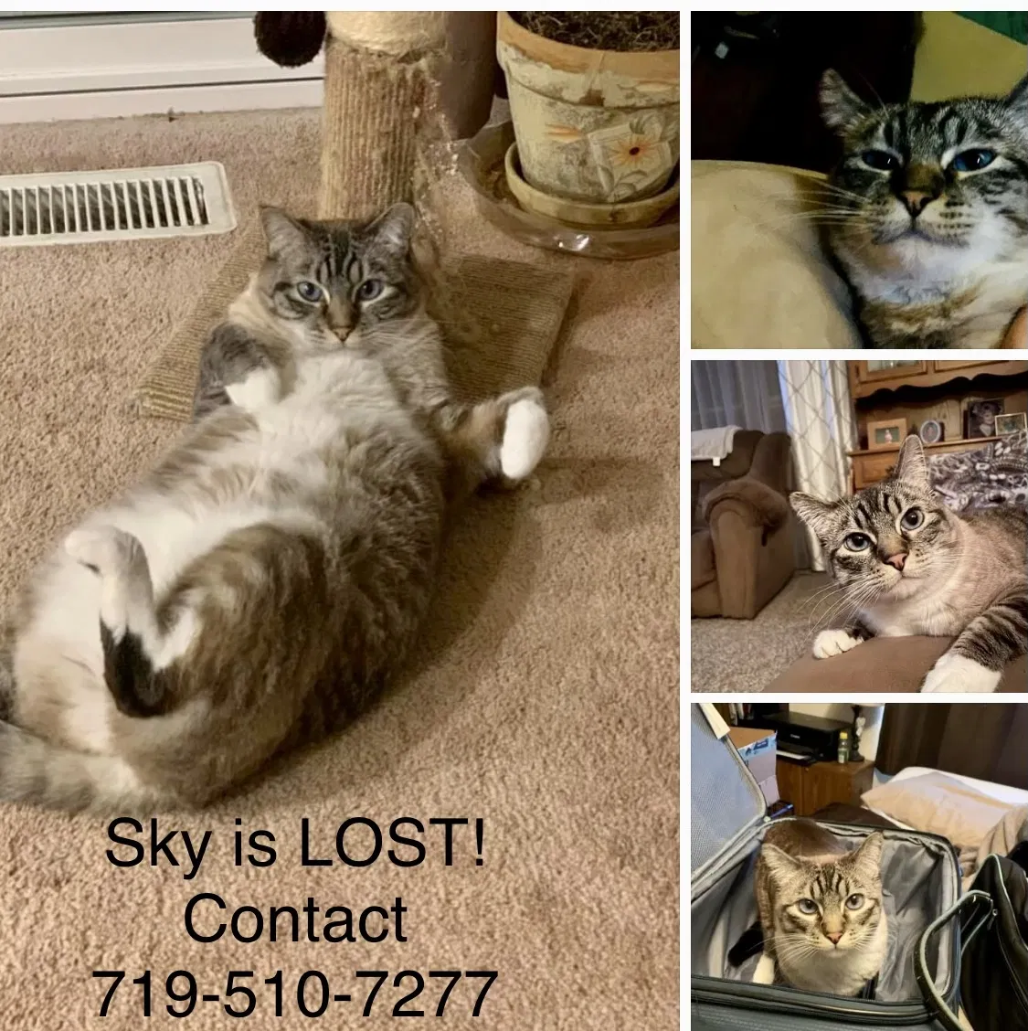 Lost cat in Colorado Springs, CO, 80917