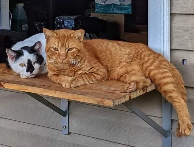Lost cat in Clayton, NC, 27527