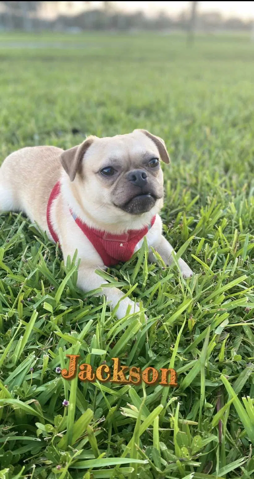 Lost dog in West Palm Beach, FL, 33407
