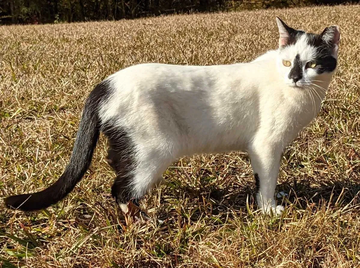 Lost cat in Clayton, NC, 27527
