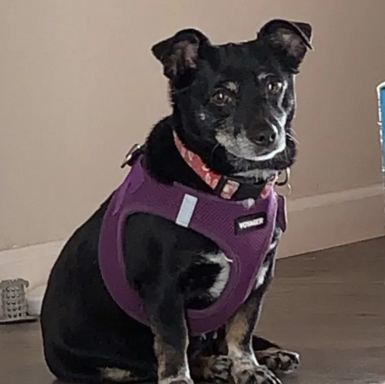 Lost dog in Emeryville, CA, 94608