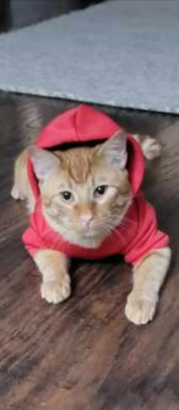 Lost cat in Byhalia, MS, 38611