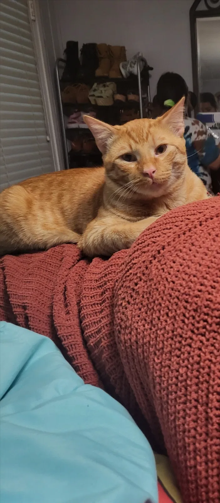 Lost cat in Byhalia, MS, 38611