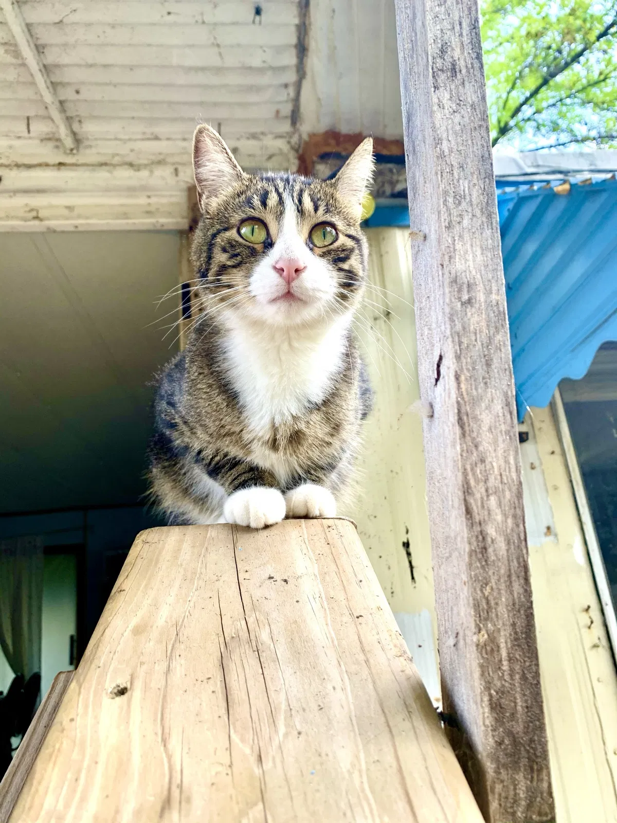 Lost cat in Inver Grove Heights, MN, 55077