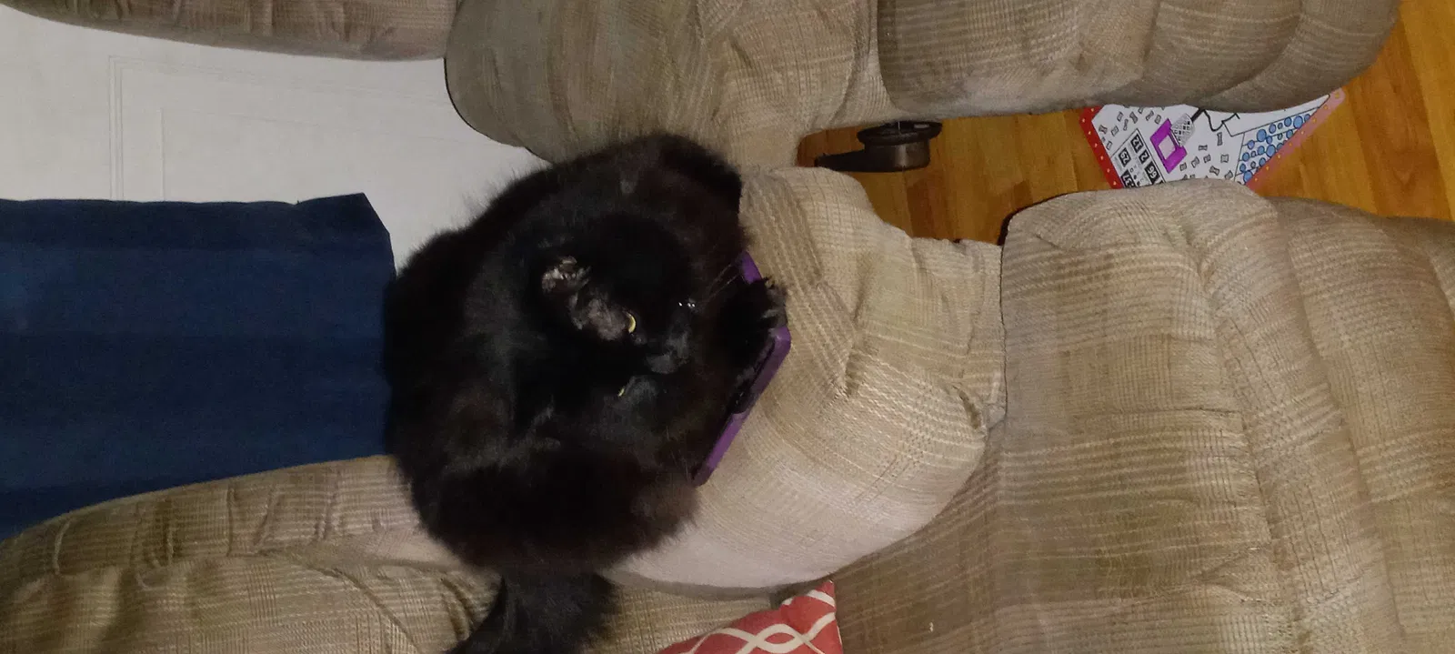 Lost cat in Uncasville, CT, 6382