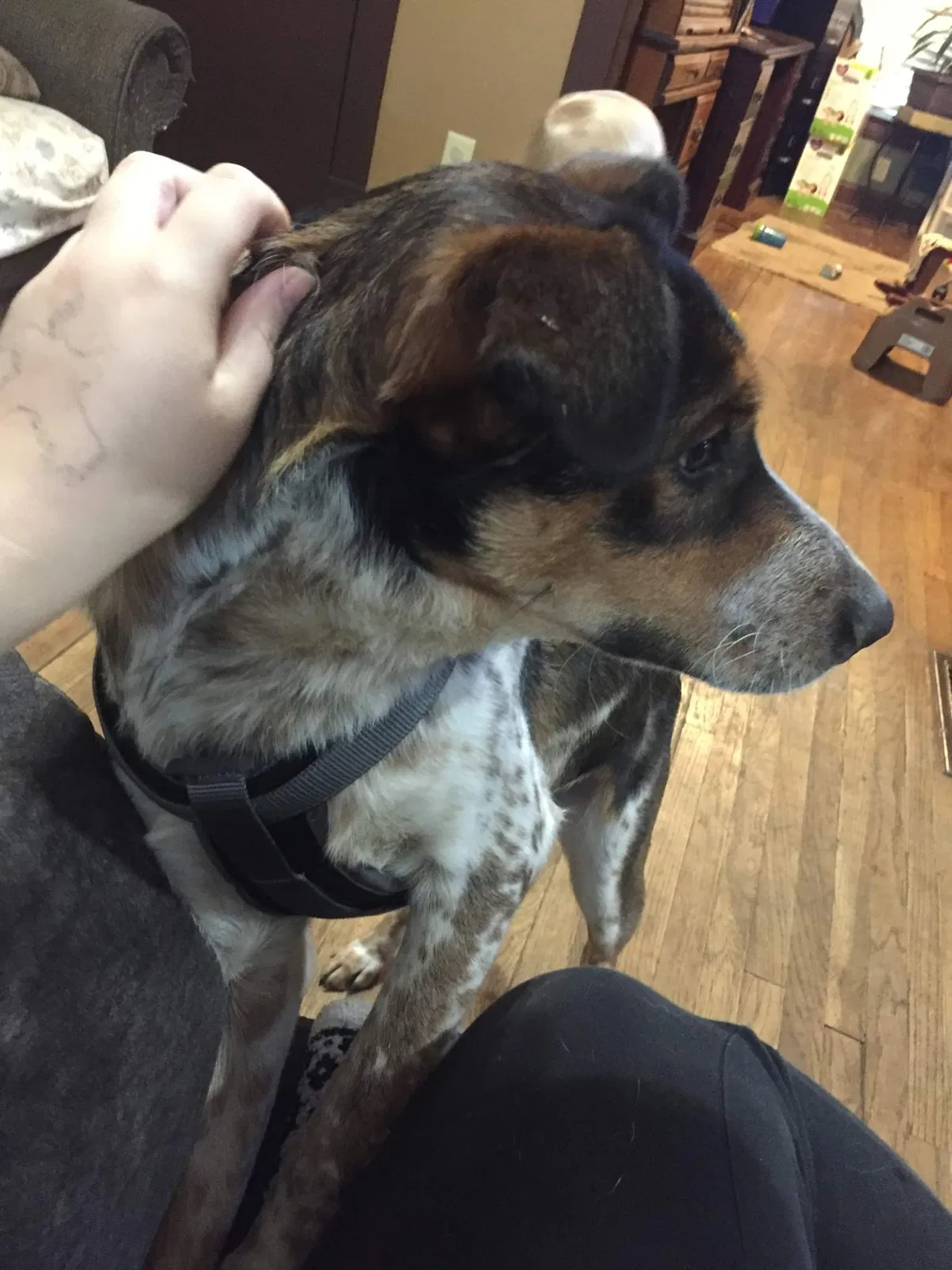 Lost dog in Independence, MO, 64052