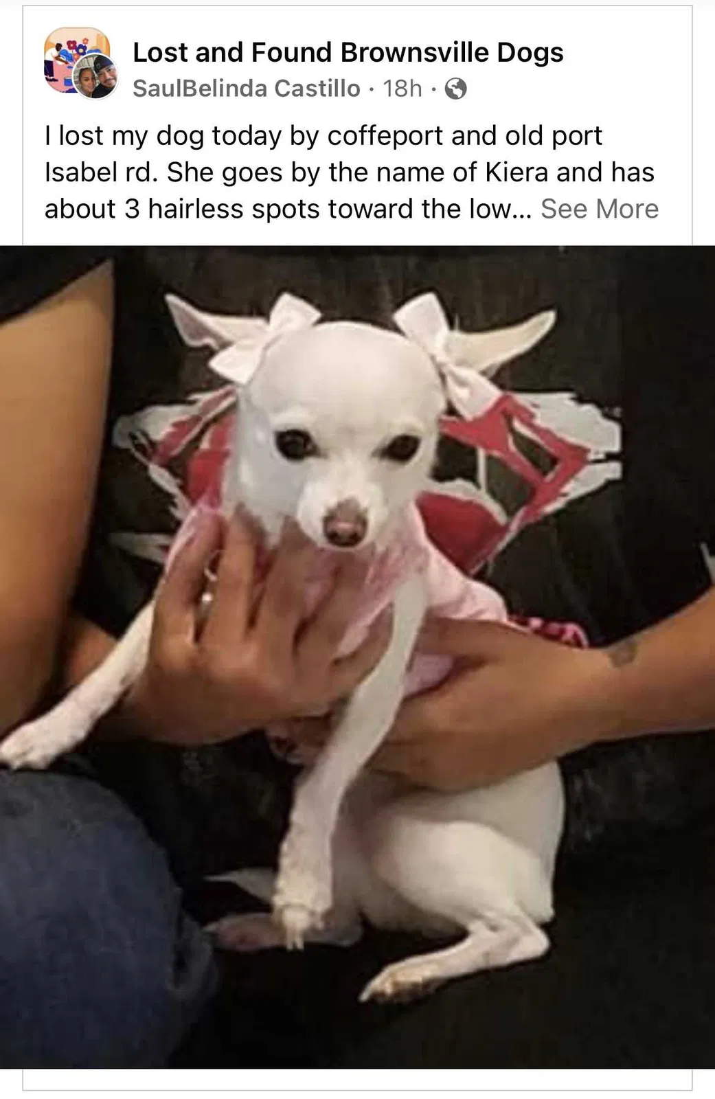 Lost dog in Brownsville, TX, 78526