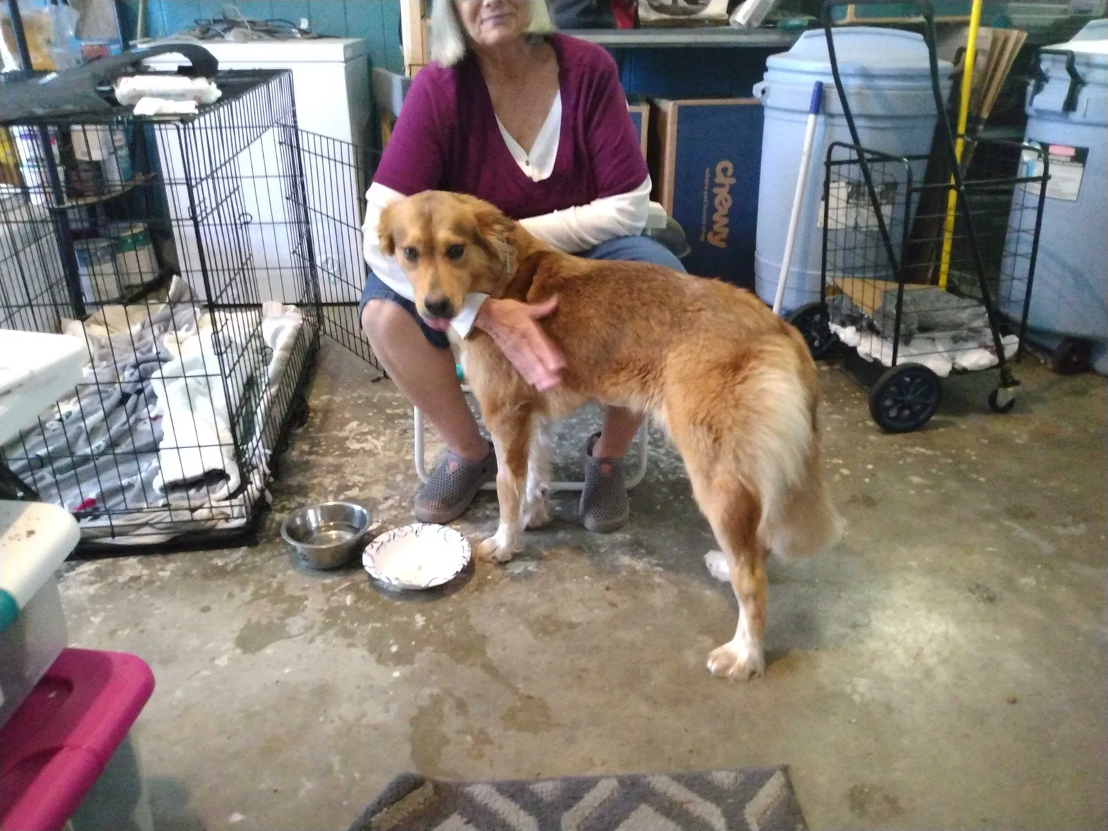 Lost dog in Prentiss, MS, 39474
