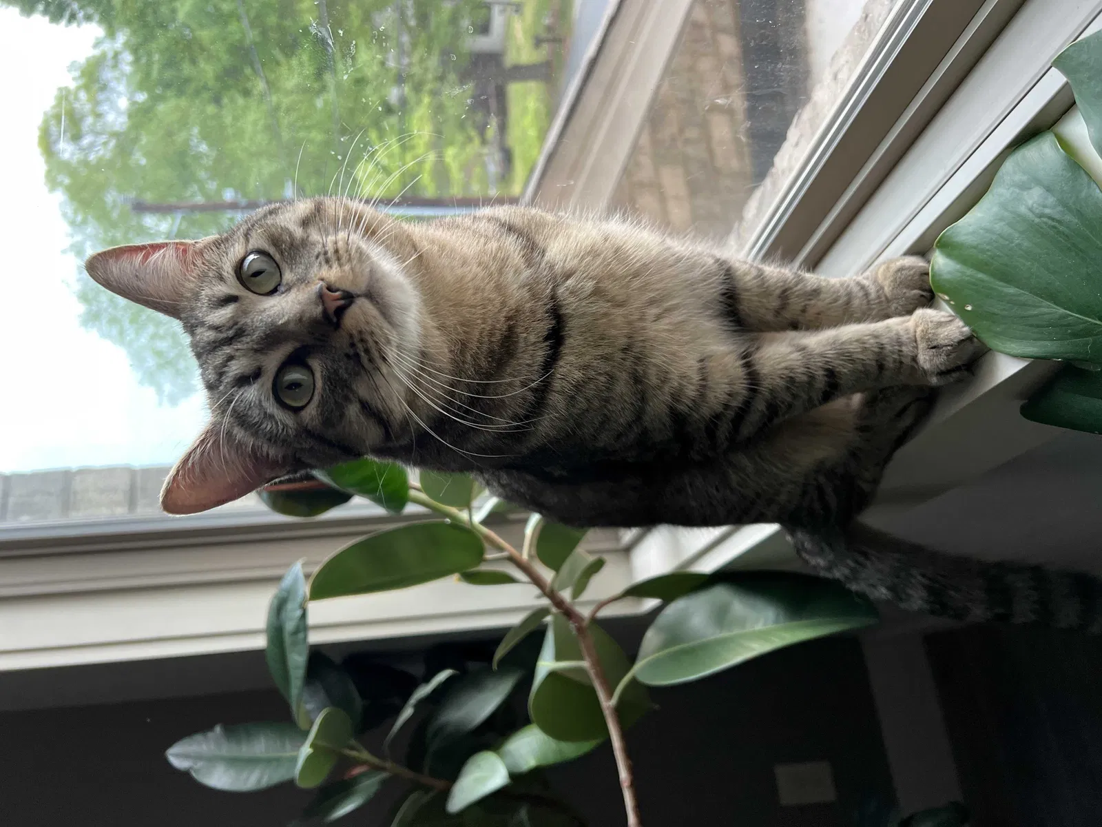 Lost cat in Charlotte, NC, 28214