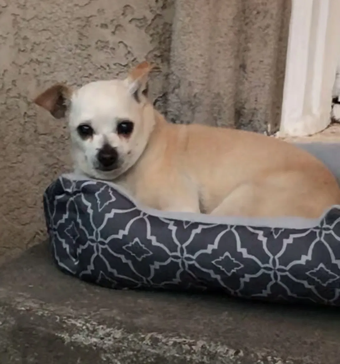 Lost dog in Gustine, CA, 95322