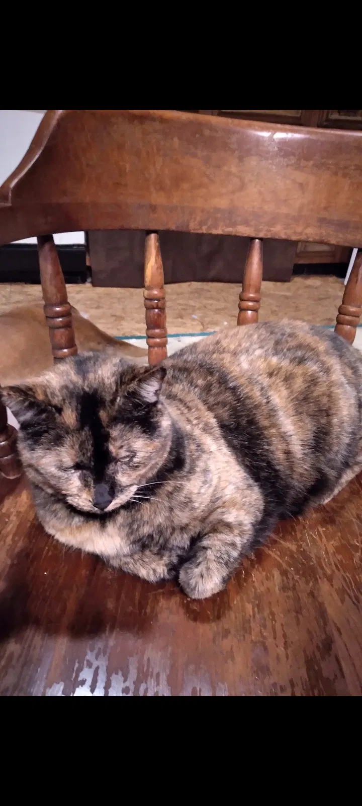 Lost cat in Sparta, MI, 49345