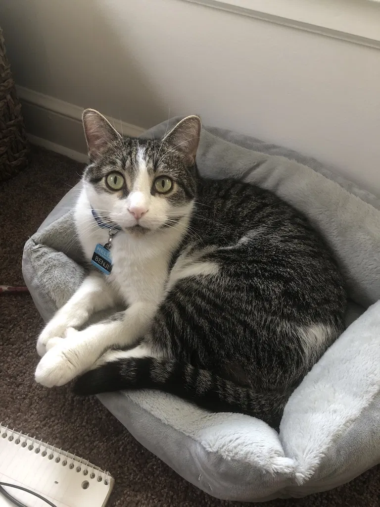 Lost cat in Minneapolis, MN, 55437