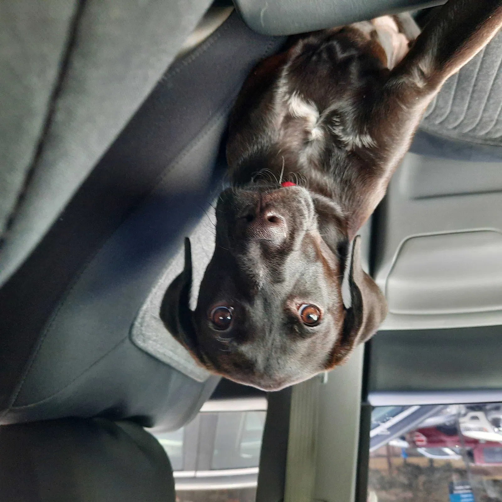 Lost dog in Watkinsville, GA, 30677