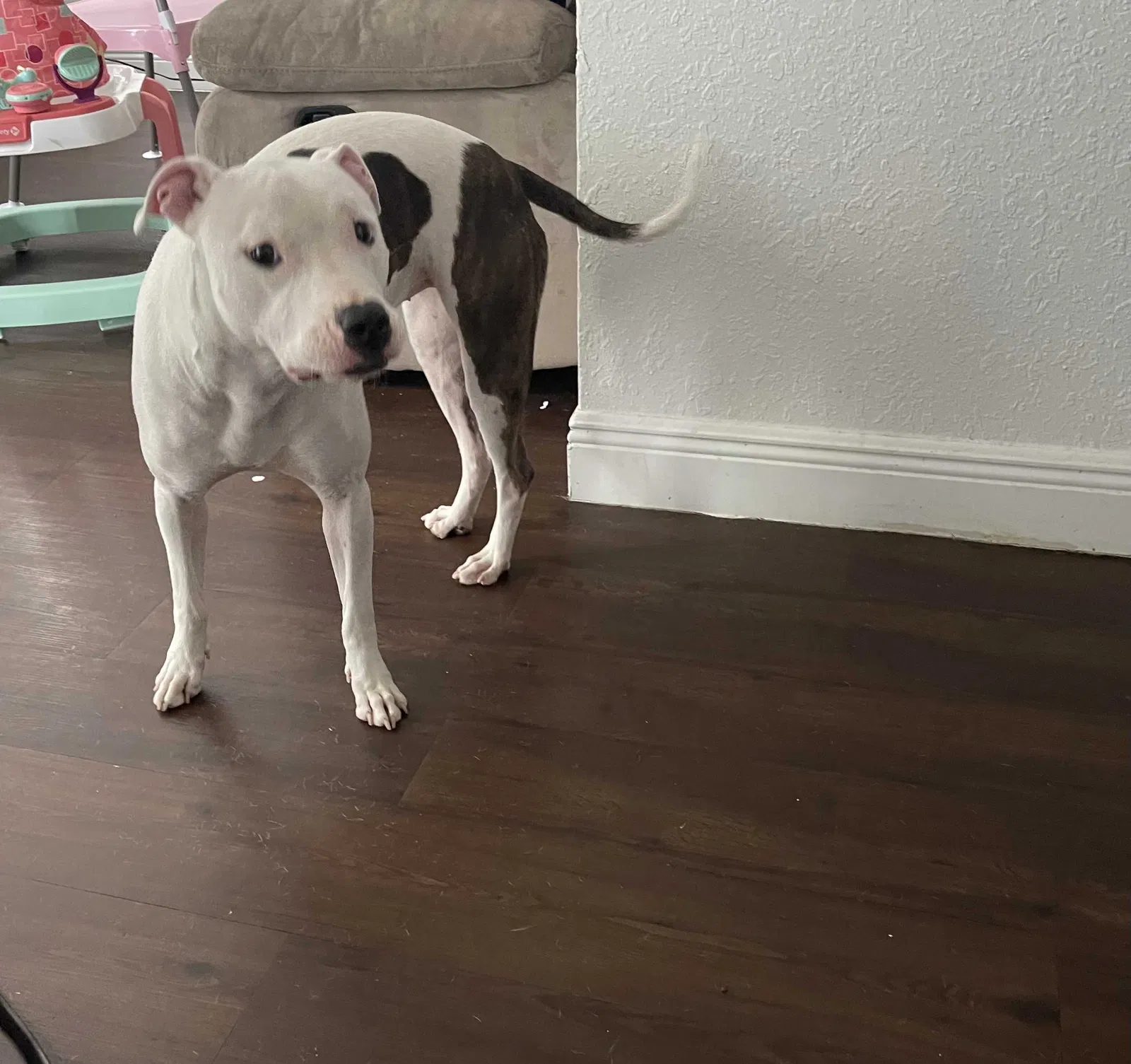 Lost dog in West Palm Beach, FL, 33411