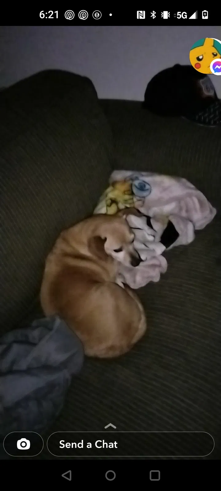 Lost dog in Albuquerque, NM, 87110
