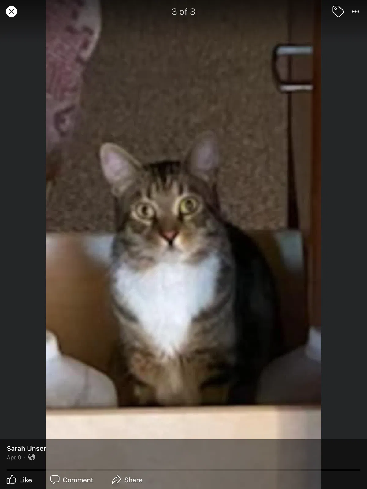 Lost cat in Claremore, OK, 74019