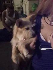 Lost dog in Las Vegas, NV, 89107