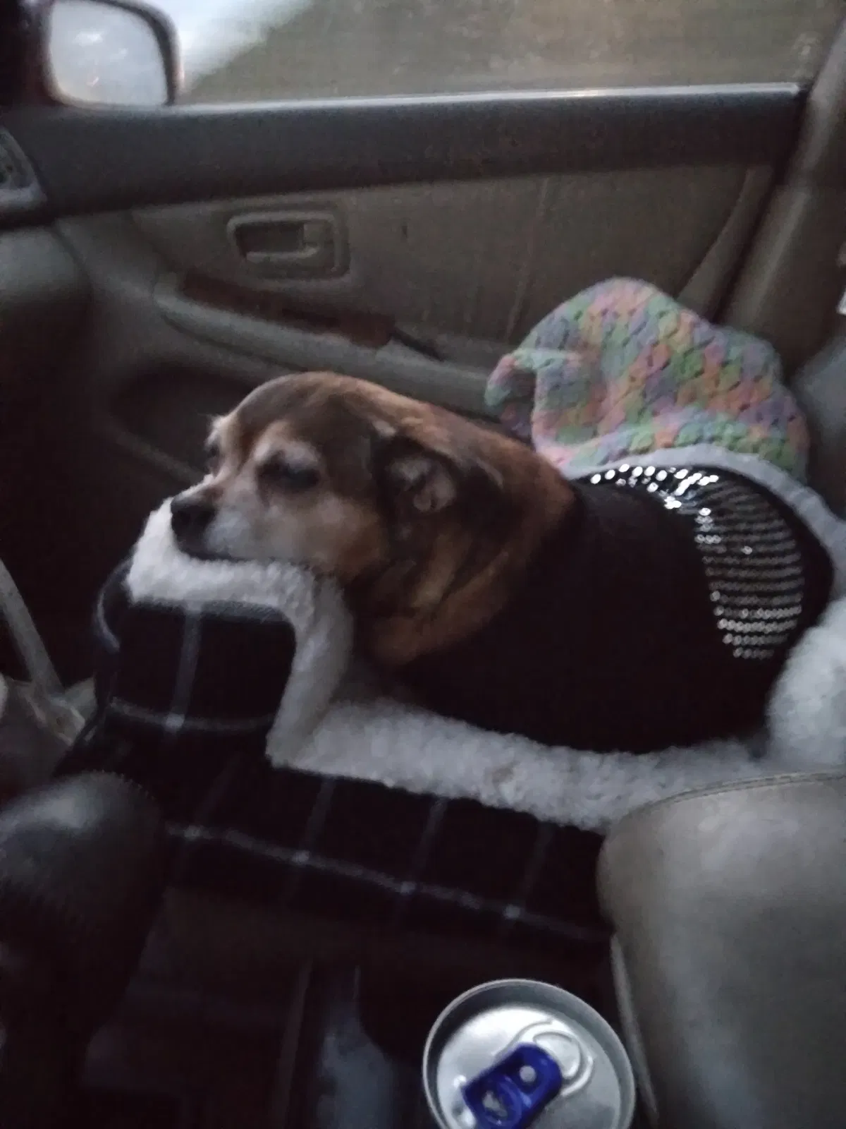 Lost dog in Corona, CA, 92883