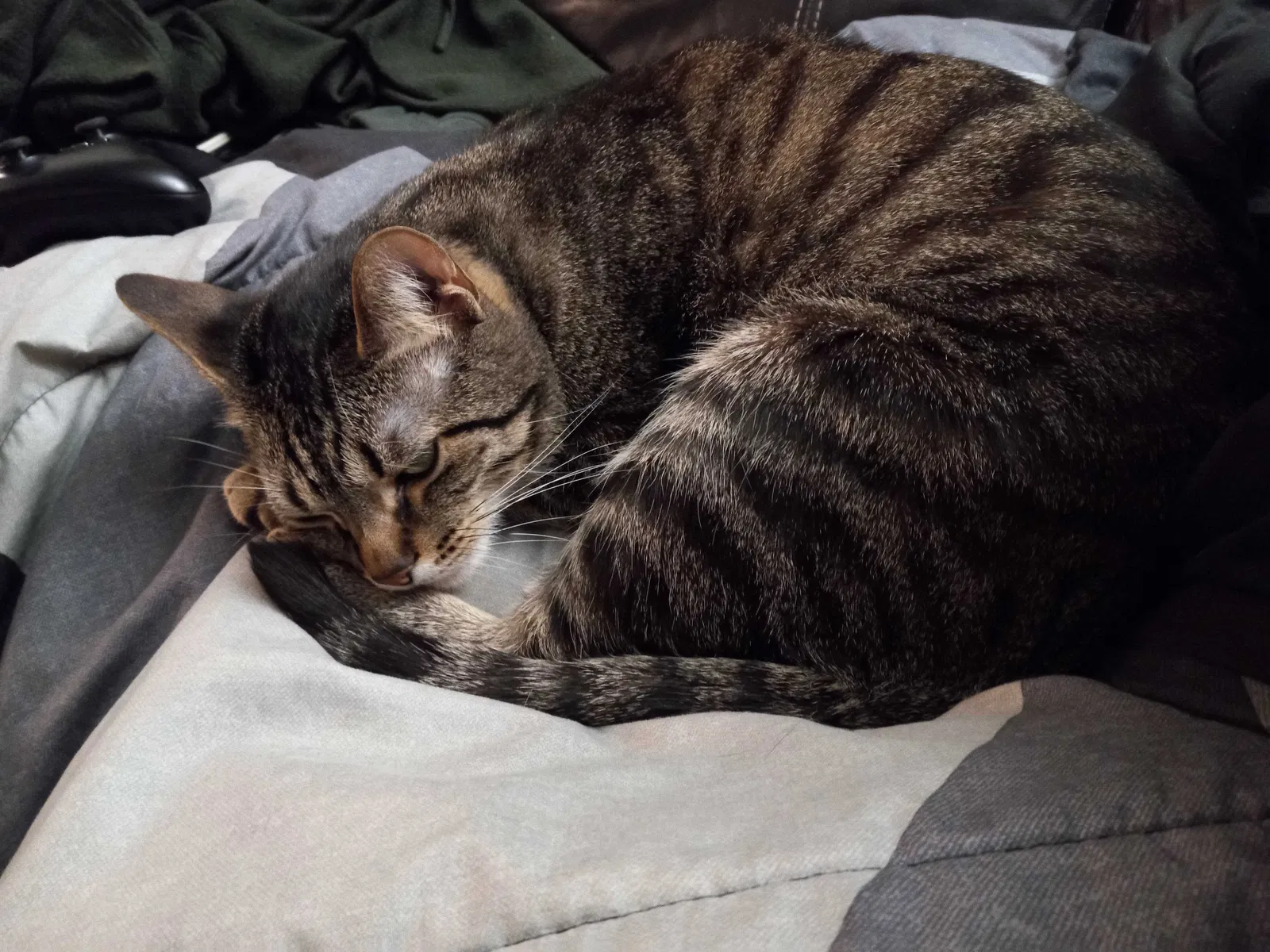 Lost cat in Grand Rapids, MI, 49544