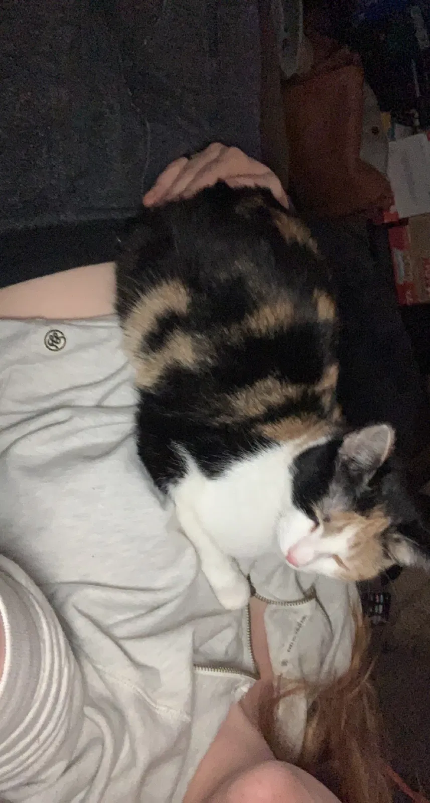 Lost cat in Broken Arrow, OK, 74012