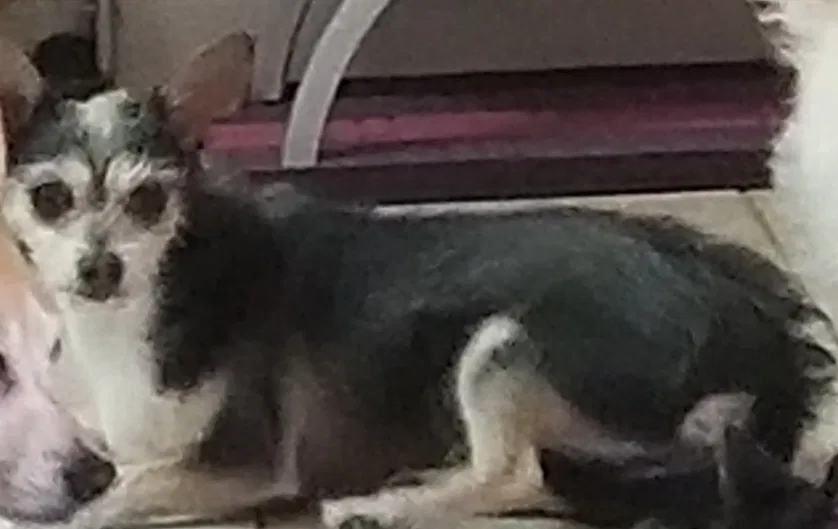 Lost dog in Hemet, CA, 92545