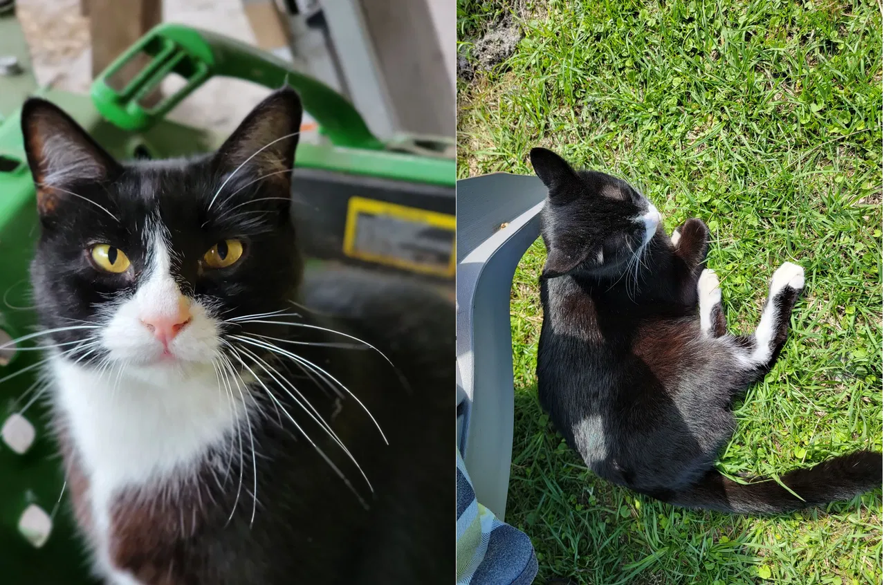 Lost cat in Ocala, FL, 34481