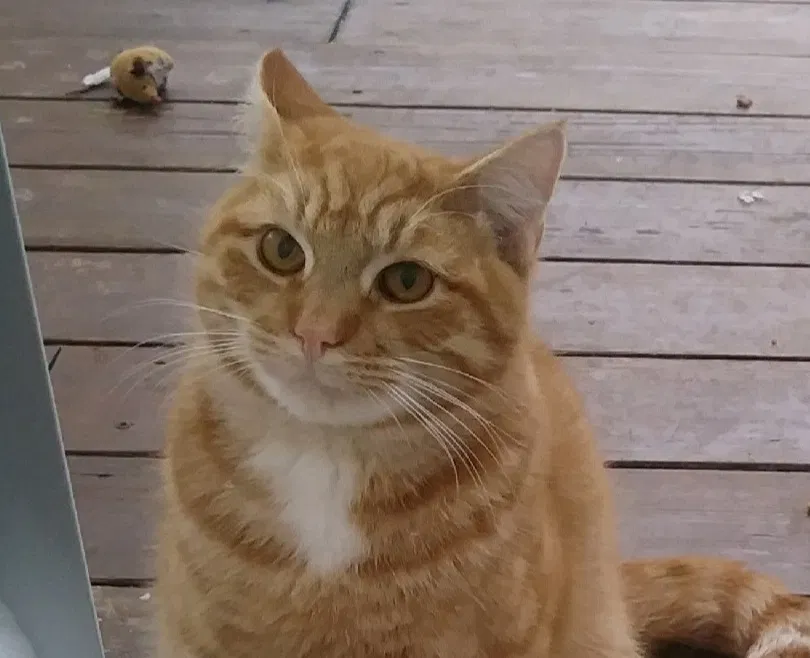 Lost cat in Bronx, NY, 10470