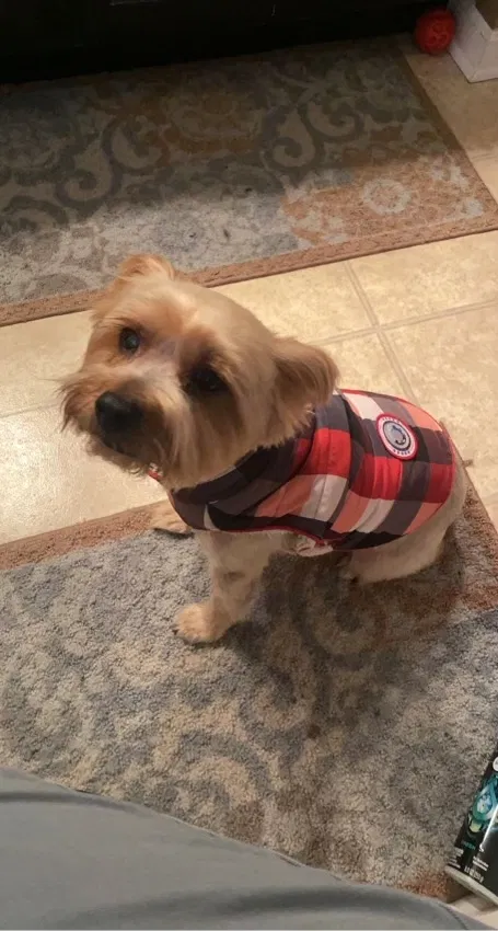 Lost dog in Clarksville, TN, 37043