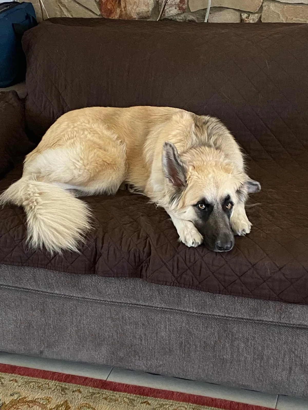 Lost dog in Torrance, CA, 90502